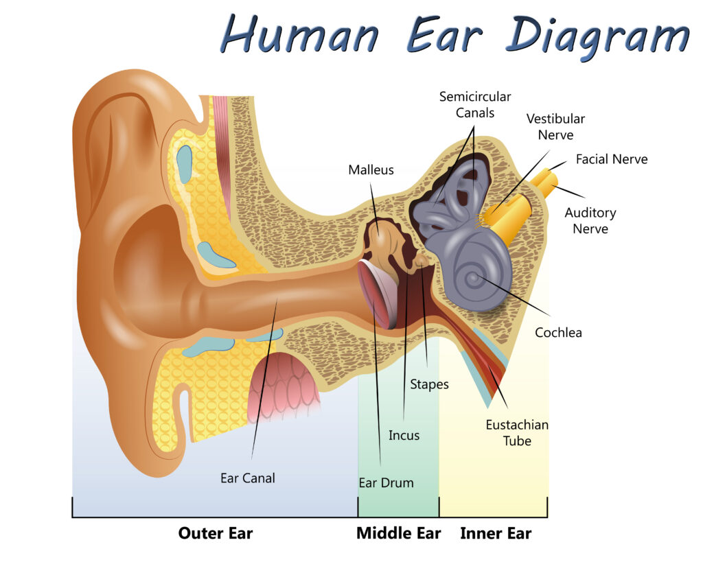 What Are the Causes of Hearing Loss? Regain Hearing